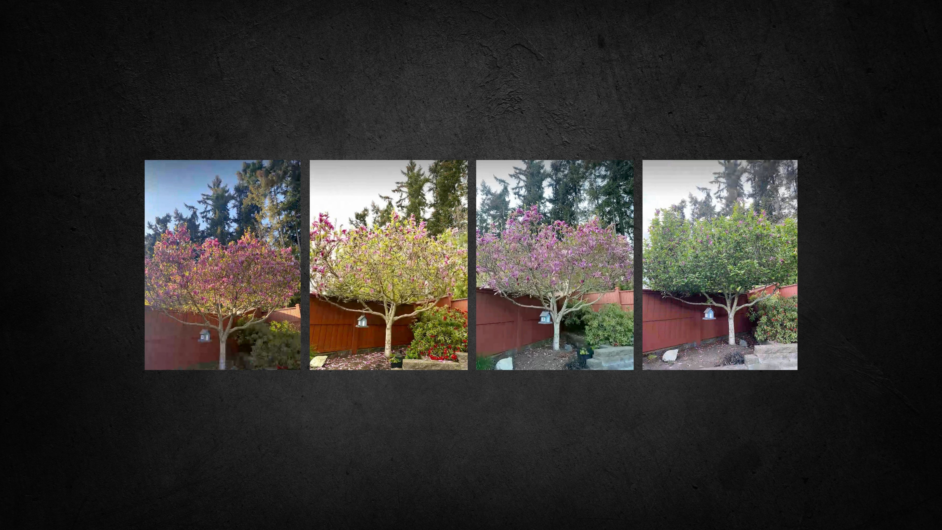 Tree V.S Enviorment