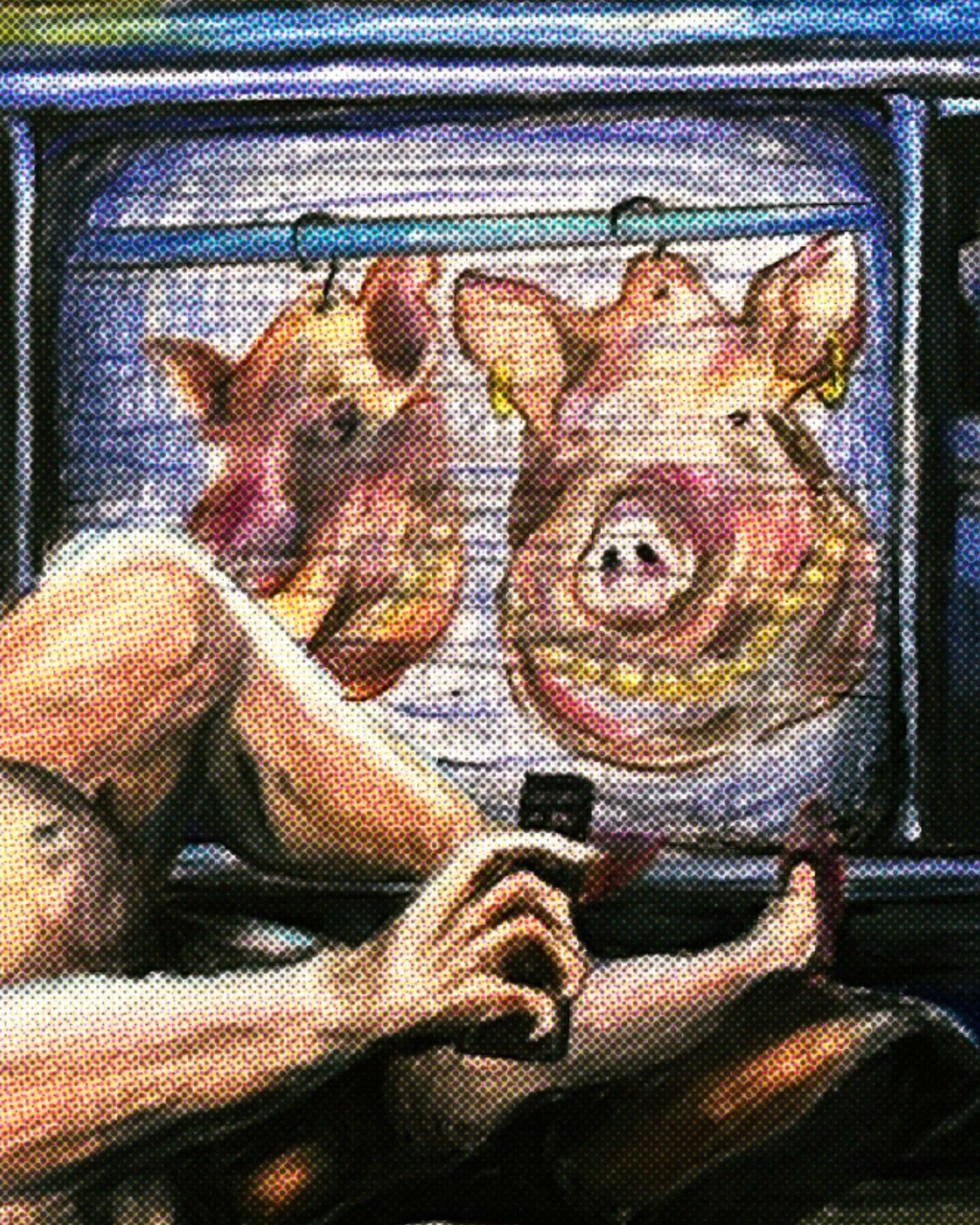i, the pig’s symphony of sorrow